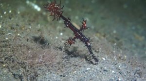 Удивительные рыбки Индийского океана. Рыбы привидения.