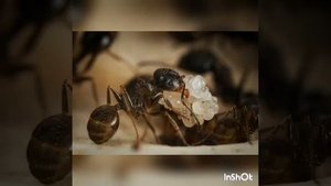 Кочевые муравьи ( виды,строение,иерархия)