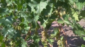 Бианка: технический сорт винограда