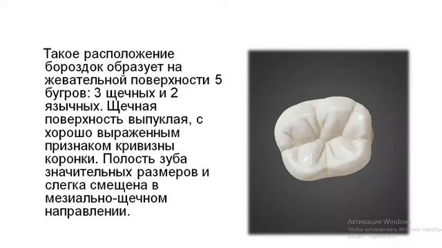 Анатомическое строение зубов нижней челюсти. Особенности строения молочных зубов