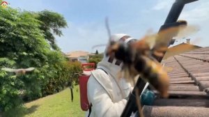 Мощная атака азиатского шершня на телефон и лестницу  Охотник на шершня сезон 2023