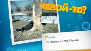 Чавой-то. Бобёр