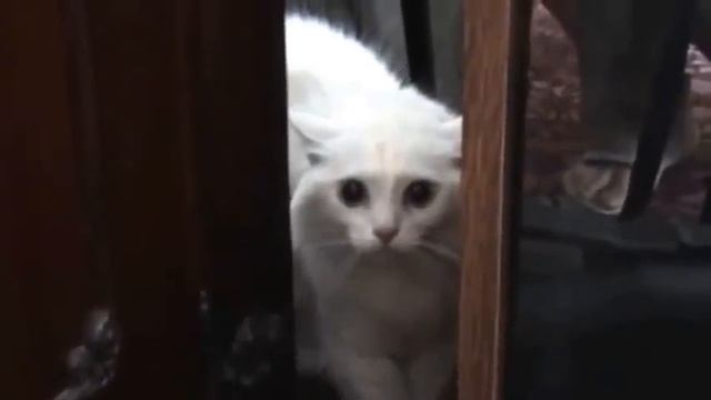 Кошка говорит по русски смотреть онлайн