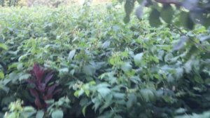 показываю как быстро созревает малина #МАРАВИЛЛА #ЗЮГАНА #МАПЕМА #ПОЛЬКА