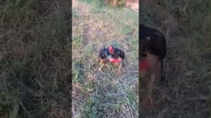 Бои петушиные