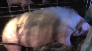 Повал хряка 270 кг. Felling boar. Docent A.D. Stepanov, ПДАТУ