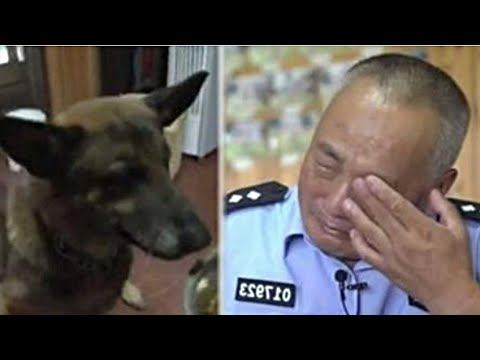 Служебного пса решили усыпить по возрасту. Но полицейский на пенсии пошёл на отчаянный шаг…