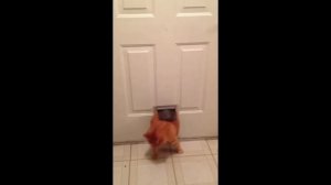 Смеялся пол часа. Жирные коты.Смешные коты подборка #6