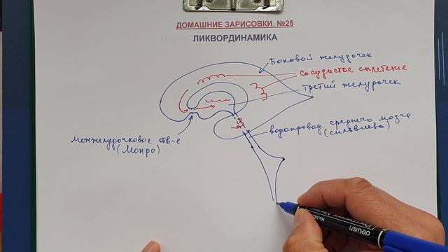 ЛИКВОРОДИНАМИКА
