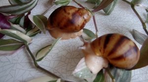 Гигантская улитка архахатина маргината овум. Archachatina marginata ovum