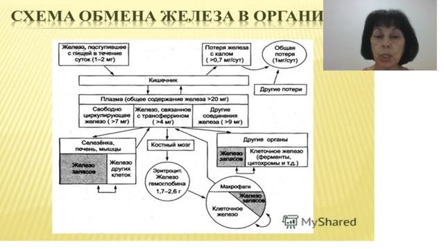 немии, классификация, этиология, патогенез Железодефицитные анемии смотреть онлайн
