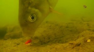 Поклевки на Поплавочную удочку с двух камер. Рыбалка. Ловля карася, плотвы на поплавок. fishing