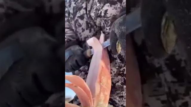 Рыба_20230122.mp4