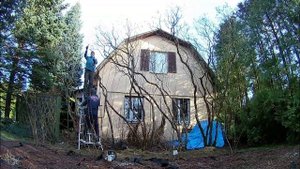 Обрезка старой сирени.