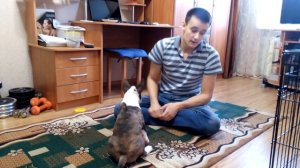 Как отучить щенка кусаться