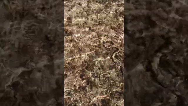 Змея в воде. Мурена косит под змею. Египет. смотреть онлайн