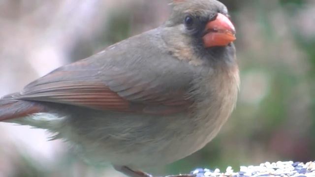 птицы США животный мир смотреть онлайн