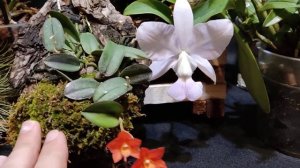 Цветение декабря/Cattleya Nakornchaisri Delight/C.Star of Siam/Den. Jiaho Candy.....