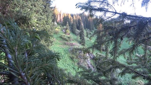 Золотой Корень или Родиола Розовая в Казахстане смотреть онлайн