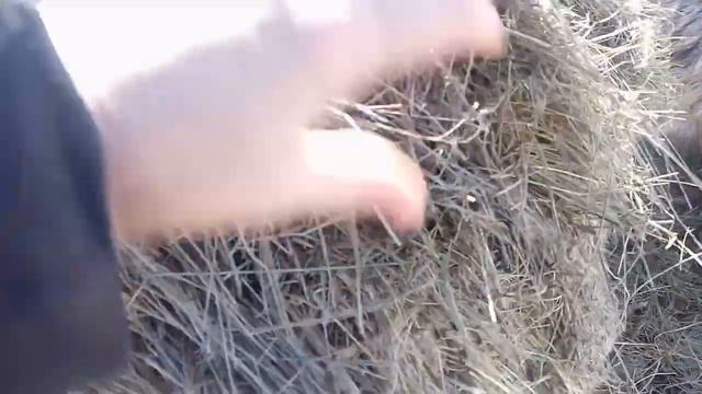 Дела сенные... смотреть онлайн