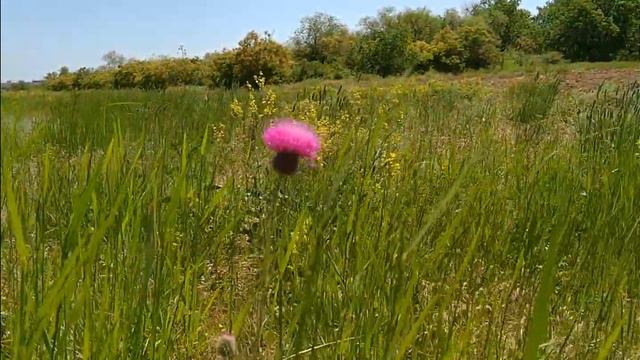 Лопух большой (Arctium láppa)