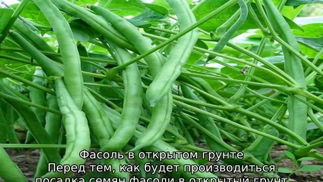 Когда сажать фасоль в открытый грунт в Подмосковье