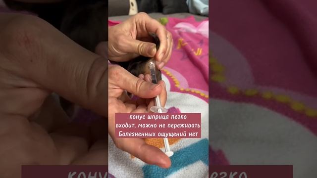 Справляемся с запором у щенка смотреть онлайн