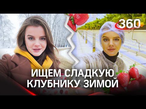 Где найти клубнику зимой? Самые «непластмассовые» тепличные ягоды обнаружены в Подмосковье