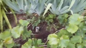 ВИНОГРАД ПЯТЬ ЛЕТ ПЕРЕСАДИЛ НА НОВОЕ МЕСТО, РАСТЁТ.