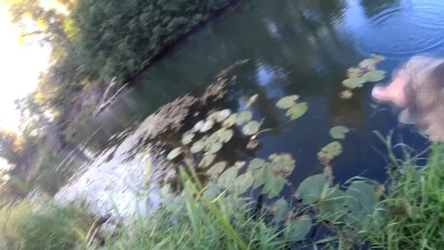 Ловля плотвы и красноперки в сентябре на поплавочную удочку.
