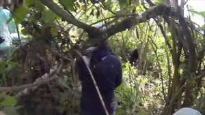 6 НАПАДЕНИЙ ГОРИЛЛ НА ЧЕЛОВЕКА СНЯТЫ