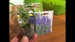 Лаванда -  посев в таблетки