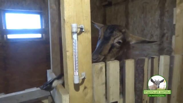 Окотилась Алена. Первая дойка, кормление козлика. Соска смотреть онлайн