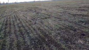 первая подкормка озимой пшеницы аммиачной селитрой в 2021 году
