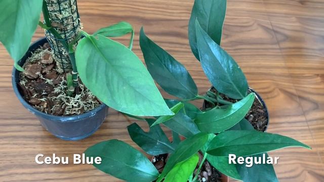 Epipremnum Pinnatum VS Cebu Blue | Side by side comparison