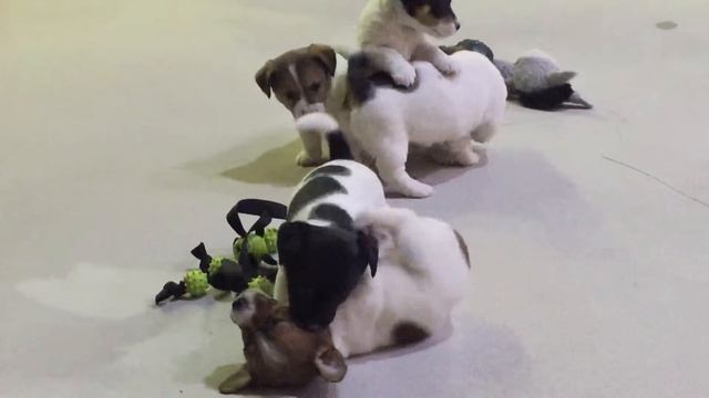 Самые лучшие малыши Джек Рассел терьер Jack Russell terrier смотреть онлайн