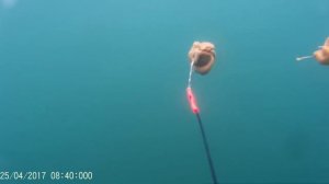 Подводная камера для рыбалки ловля камбалы  подводные съемки  Catching flounder underwater camera