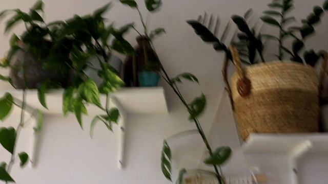 🌿Vlog #3 /cięcie roślin, wełnowiec, mycie olejkiem neem/ смотреть онлайн