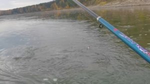 Рыбалка на Бии,ХАРИУС есть🎣