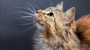 Зачем кошке усы