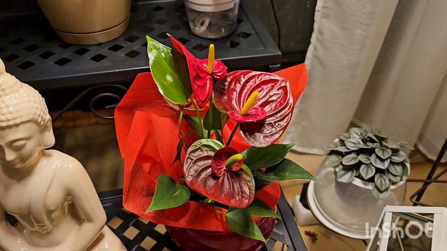 КОМНАТНЫЕ РАСТЕНИЯ ВЕЧЕРОМ #обзор #nature #цветы #влог #растения смотреть онлайн