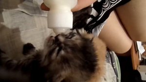 Как кормить маленьких котят