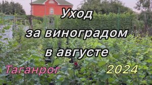 Уход за виноградом в августе 2024