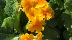 British Spring Blossoms - Orange Primrose Flowers In The Garden #primrose #spring #gardening