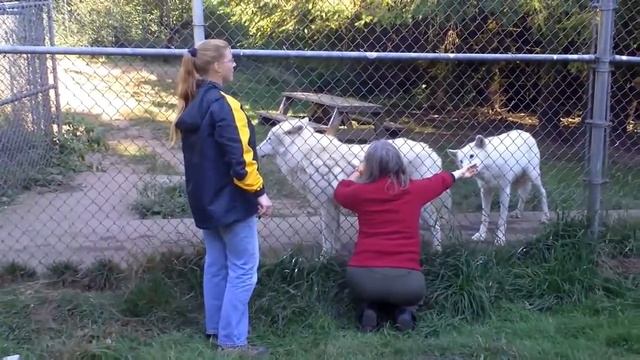 Ласковый белый волк