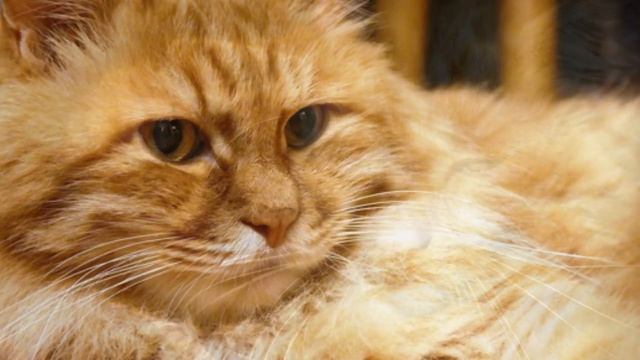 Поговорил с котом о бабах! смотреть онлайн