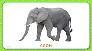 Развивающие карточки Домана для детей Животные теплых стран