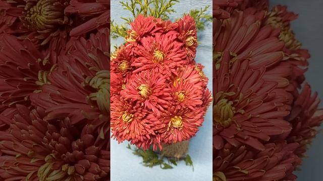 Хризантема садовая Оксамытна ? #chrysanthemumflower #хризантемы