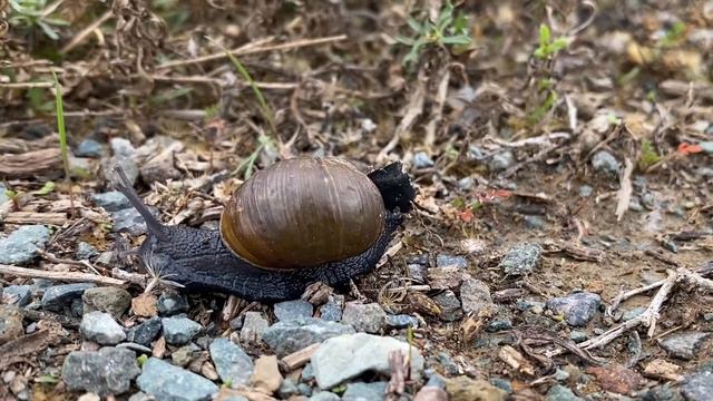 Green Garden Snail смотреть онлайн