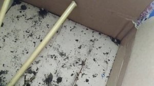 Очередной обзор гортензий от фирмы "Подворье". Результат укоренения и качество саженцев